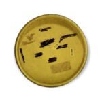 Discmania Maniac P-line P1 - Bild 2