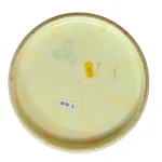 Latitude 64 Gold Burst Dagger - Image 2