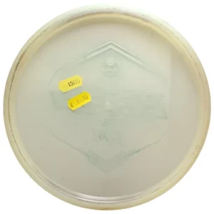 westside discs glow harp 3