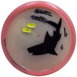 Innova Champion Mako3 - Bild 2